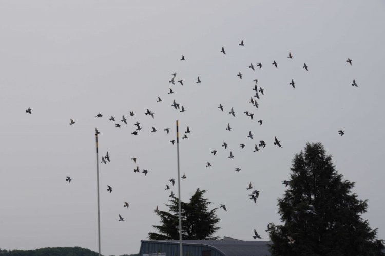 2012/Open/027_B_0093.jpg